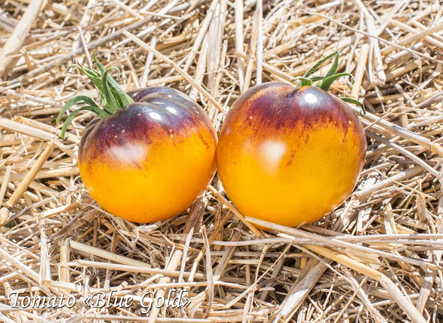 Tomato Blue Gold, Томат Синее золото